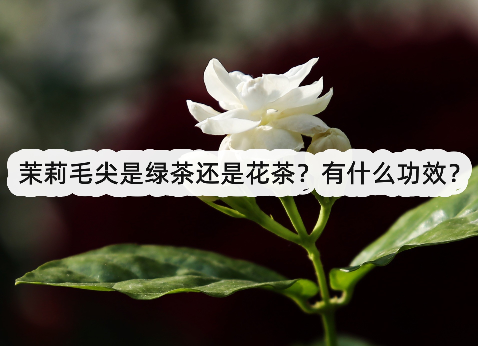 茉莉毛尖是綠茶還是花茶？有什麼功效？