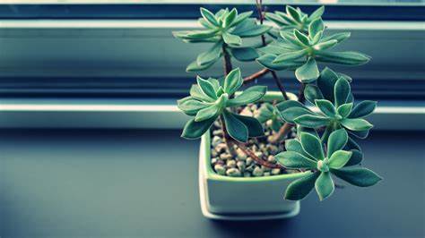 植物隻長葉不開花應該怎麼辦?