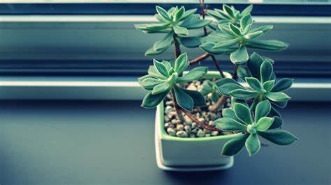 植物隻長葉不開花應該怎麼辦？