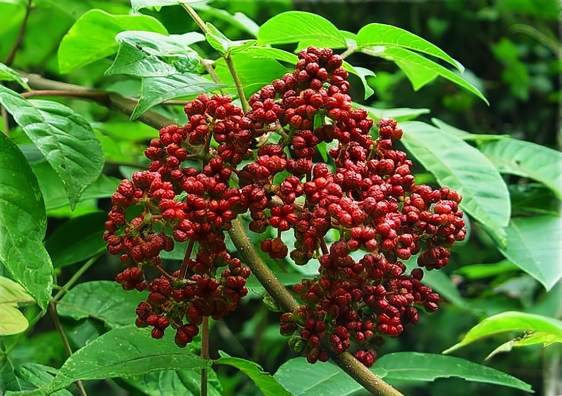 吳茱萸的施肥時間要點有哪些?