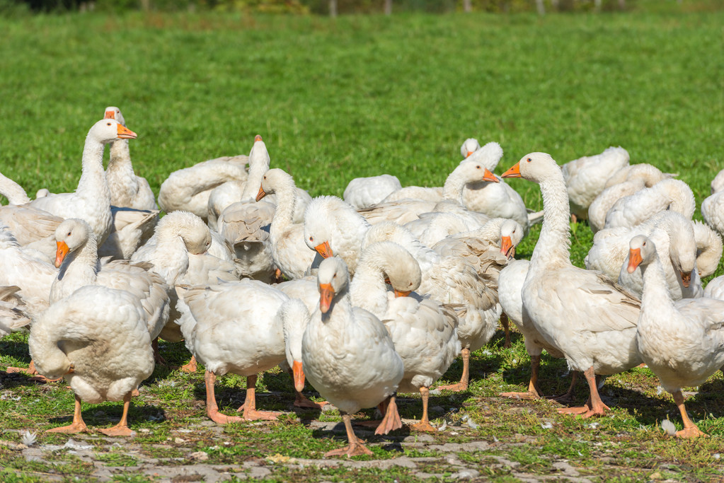 秋季要預防鵝群發生黴菌中毒