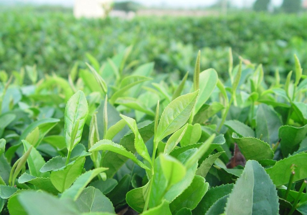 綠茶是什麼茶葉?有哪些著名品種?