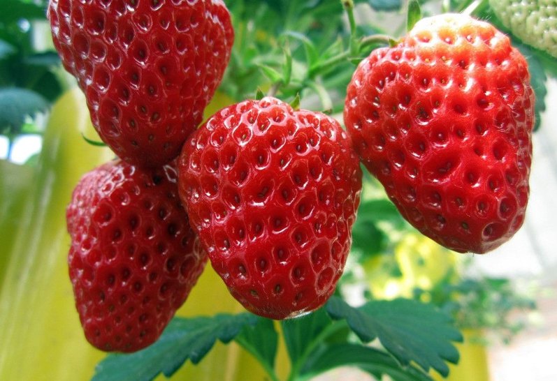 草莓追肥什麼肥料