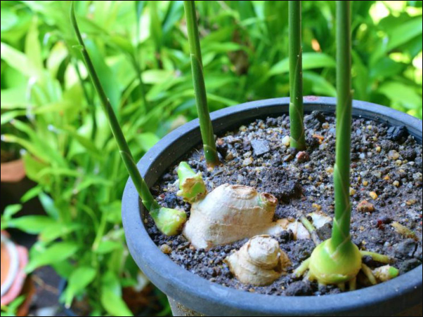 生薑出苗後各階段用什麼肥料?生薑種植技巧