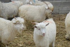 羊吃塑料布是什麼原因 羊吃塑料布後有什麼害處