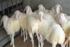 有哪些常見進口肉羊品種，購買進口肉羊品種要注意什麼