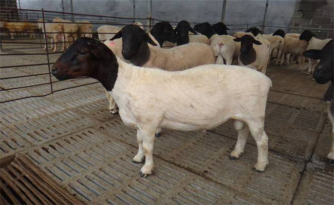 種公羊幾個月才能配種 一隻公羊可配多少母羊