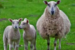 綿羊懷孕期是多少天，綿羊懷孕多久能有奶包