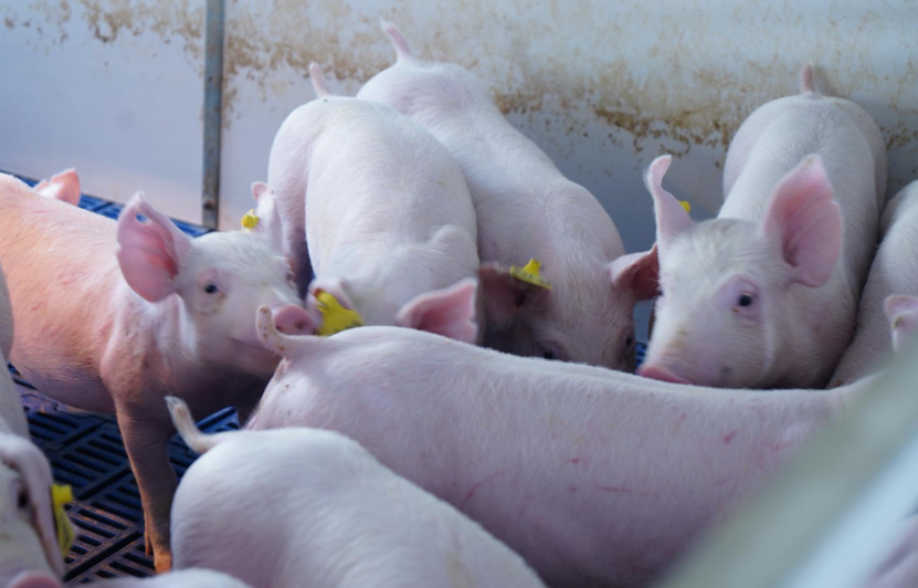 豬肉不同顏色、形狀的章代表什麼意思?