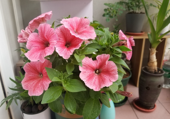 養花常用的幾種肥,你知道有哪些嗎?