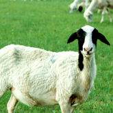 <strong>母羊怎麼樣才能多排卵，提高繁殖率？</strong>