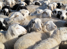 <strong>育肥羊的疾病防治措施有哪些？</strong>