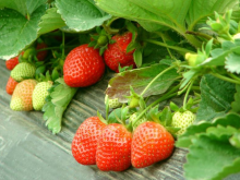 <strong>多效唑生長延緩劑對草莓生長過程中的影響</strong>