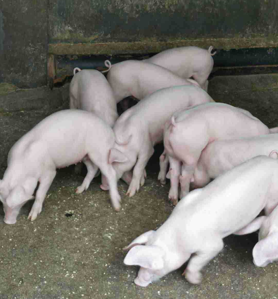 豬住肉孢子蟲病是一種什麼病?