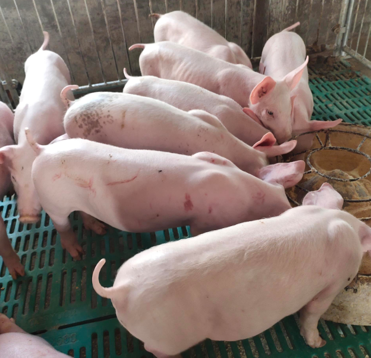 什麼是禽流感?禽流感潛伏期有多久?