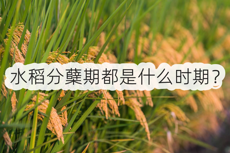 水稻分蘖期都是什麼時期?