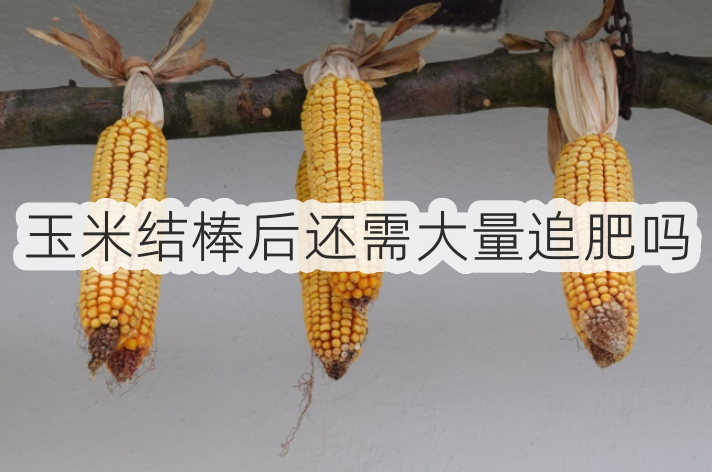 玉米結棒後還需大量追肥嗎