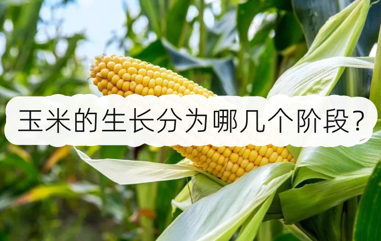 玉米的生長分為哪幾個階段?