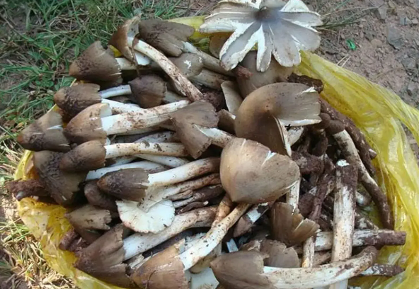 雞樅菌人工種植基地在哪裏?