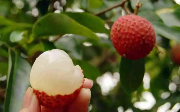 六月紅荔枝是什麼品種?