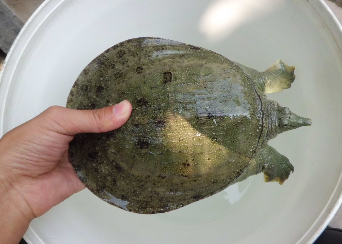 團魚和甲魚怎麼區別?哪個更好養?