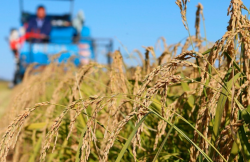 <strong>鋅肥對水稻的作用有哪些？</strong>