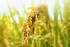 <strong>水稻補充矽肥的最佳時期和方法</strong>