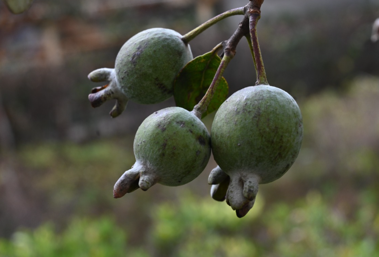 菲油果怎麼授粉?
