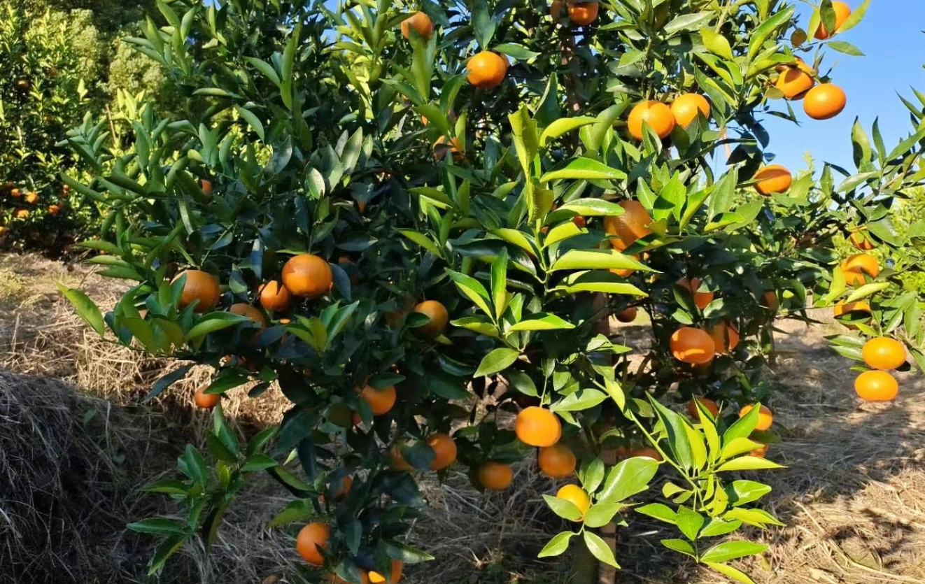 柑橘樹嫩芽枯萎怎麼回事?