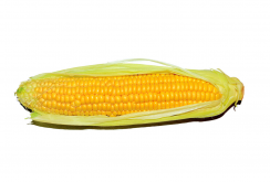 <strong>玉米生長溫度不能低於多少度？玉米不同階段需要的溫度環境</strong>