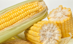 <strong>特大穗超高產的玉米品種有哪些？</strong>