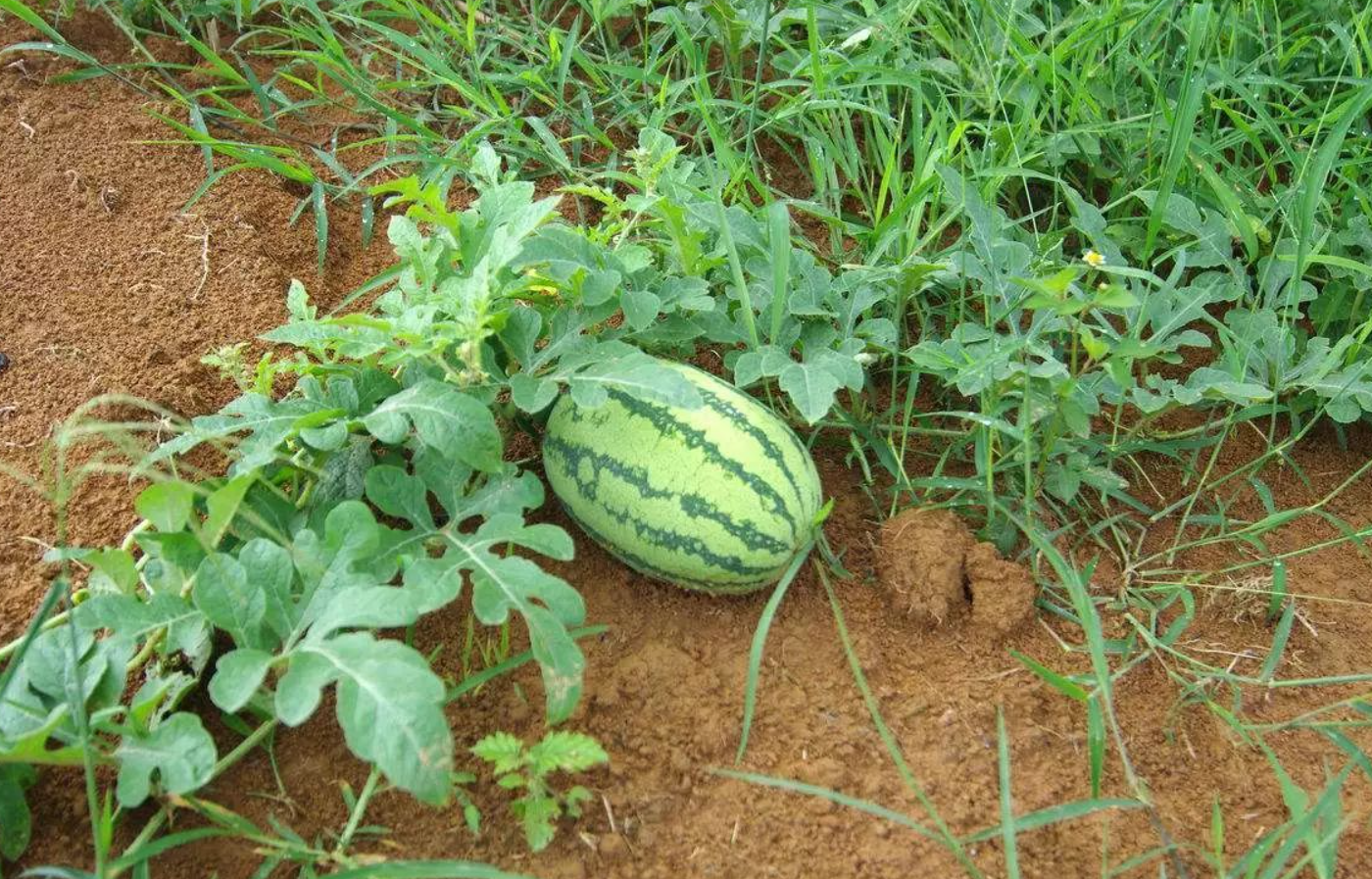 西瓜苗怎麼培育和種植？