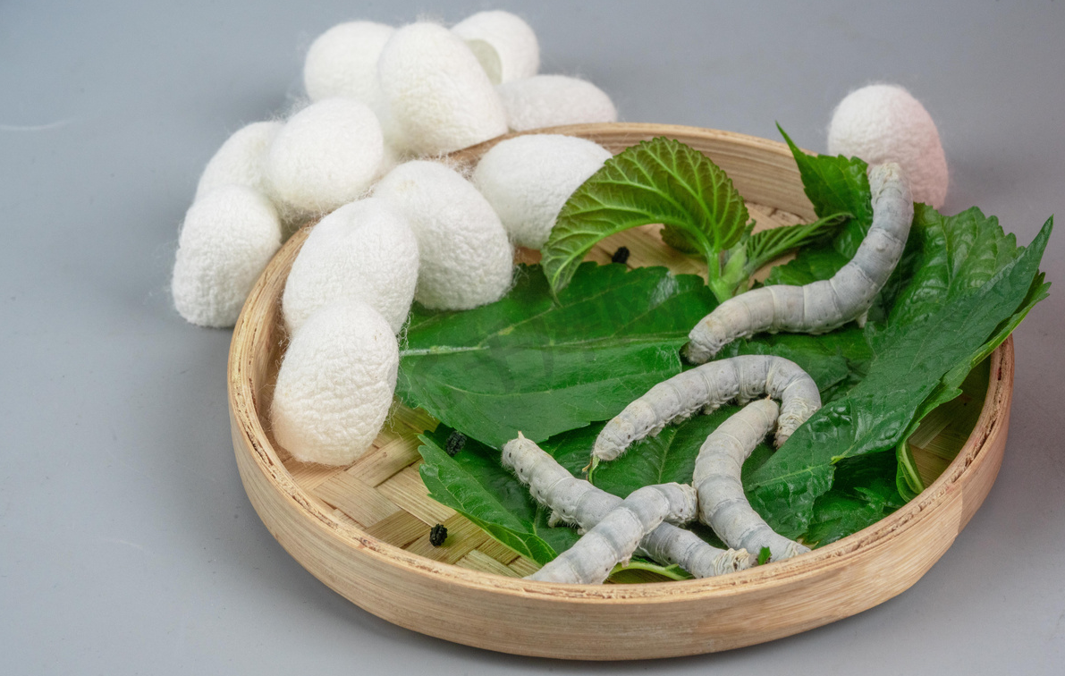 農村怎麼養蠶?