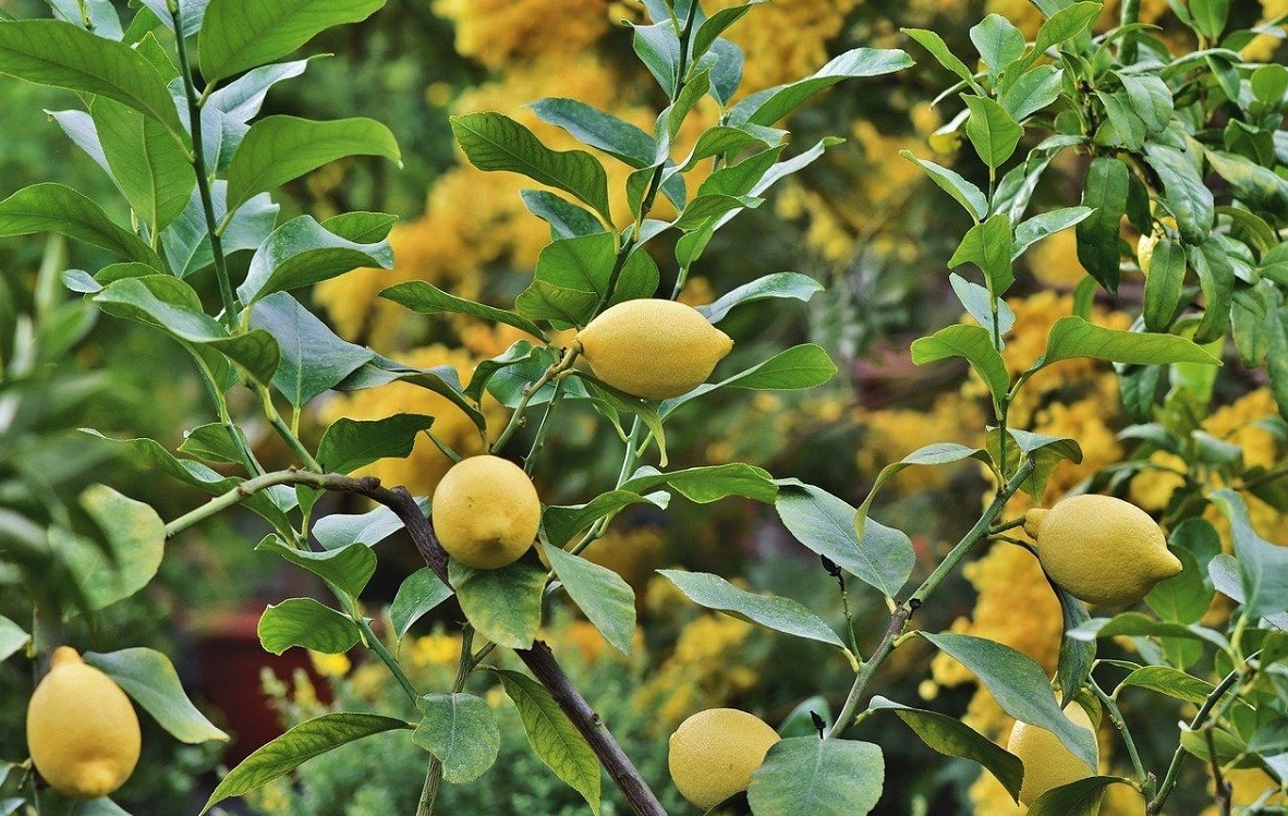 檸檬樹好養嗎？