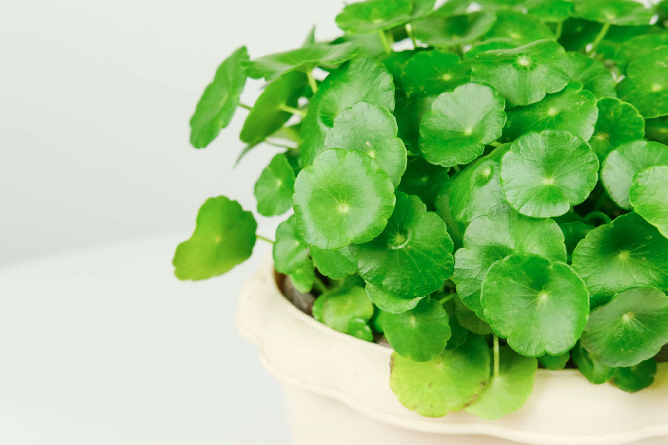 銅錢草長太高可以修剪嗎?