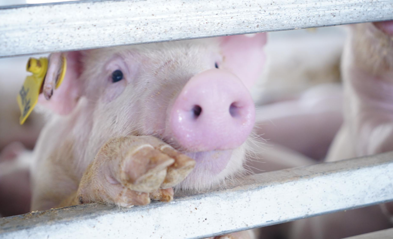 乳豬是什麼豬?需要如何飼養?