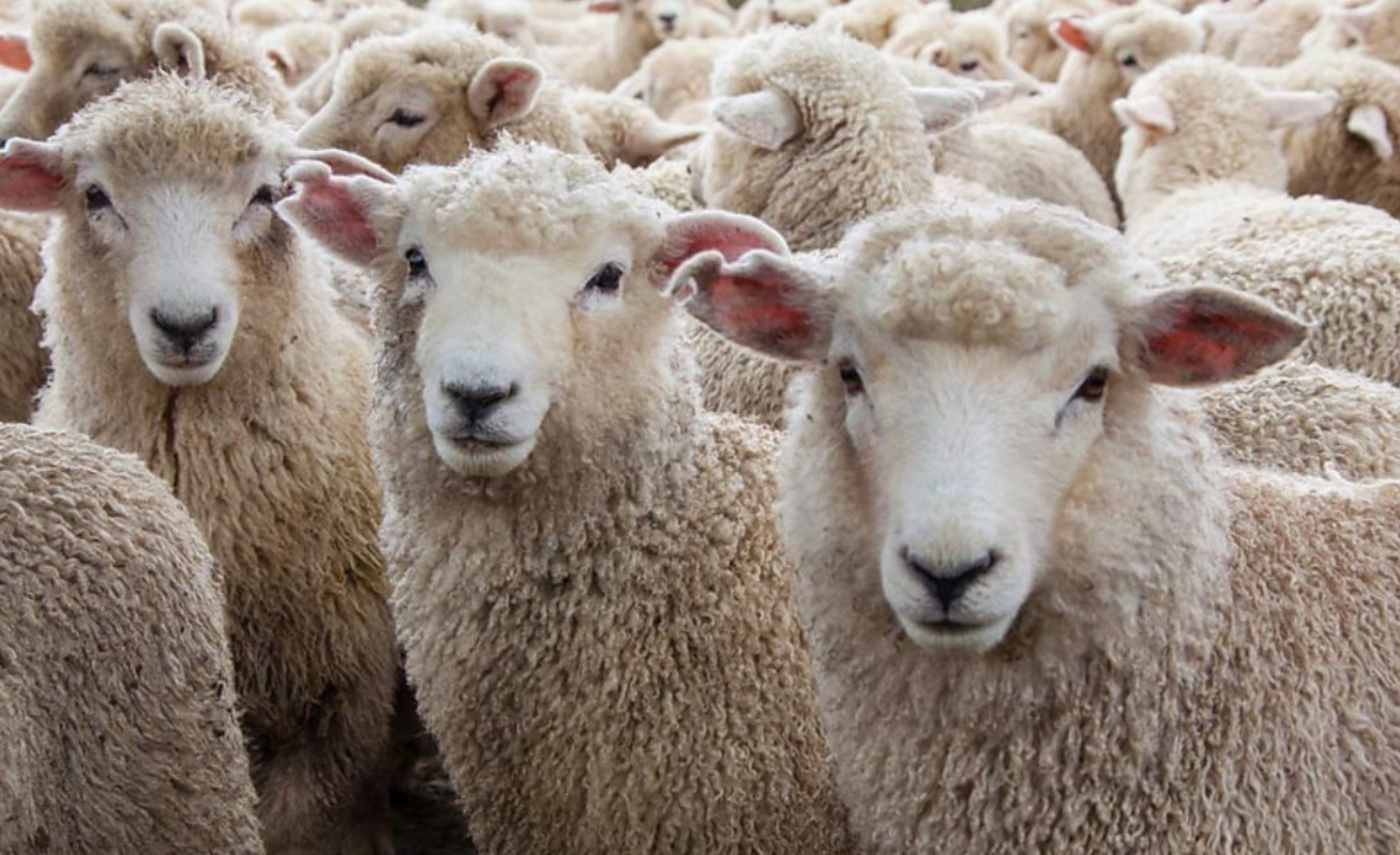 新手養羊有哪些建議？