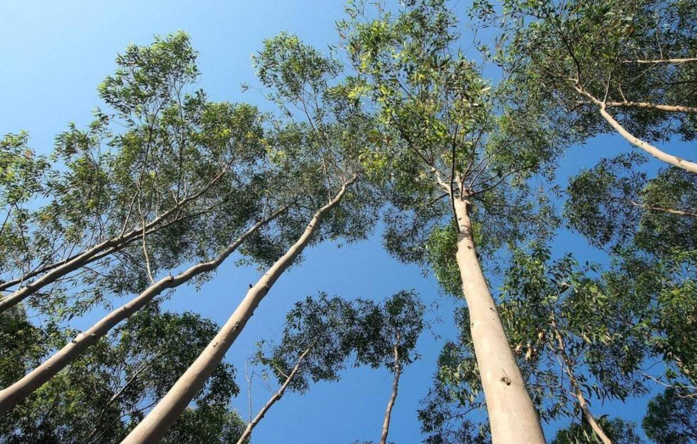 桉樹種植一般多少米x多少米?