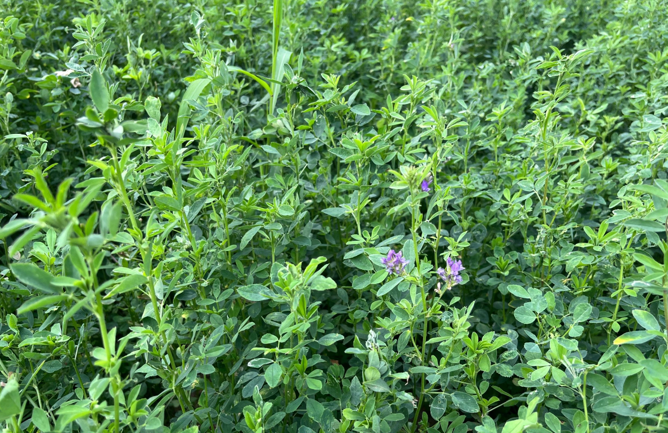 苜蓿草在農村叫什麼?