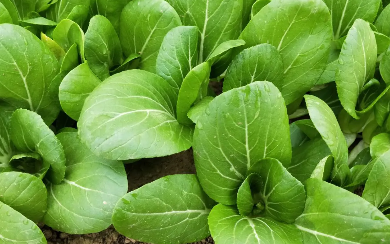 陽台種菜怎麼才能長得好?