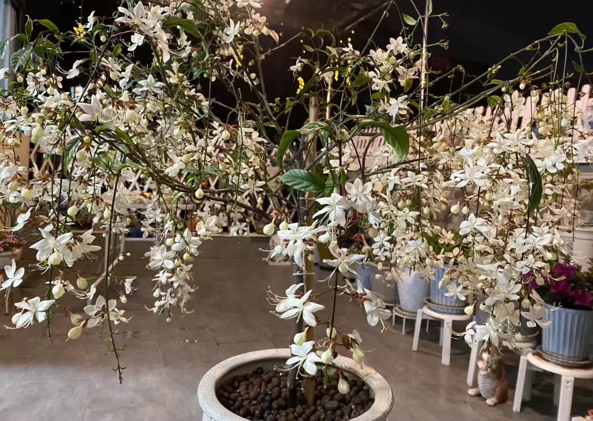 垂絲茉莉小苗養一年可以開花嗎?