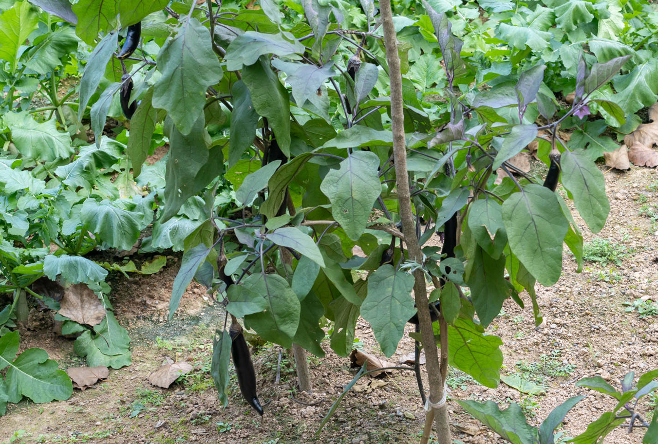 茄子苗不催芽幾天育苗?