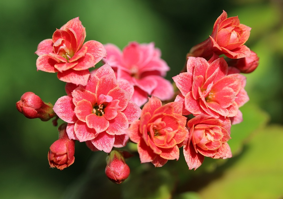長壽花怎麼樣開花多?