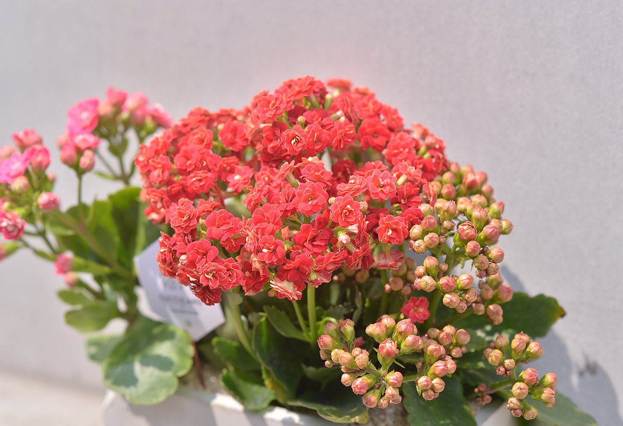 長壽花怎麼樣開花多?
