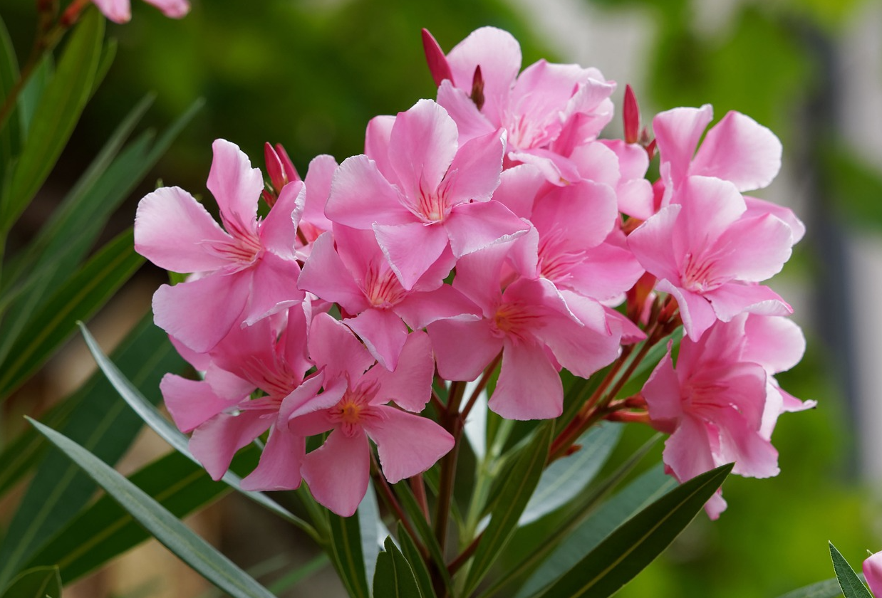 夾竹桃是一年四季都能開花嗎?室內栽培需要哪些條件?