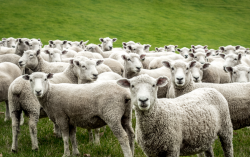<strong>綿羊的養殖方法和經濟前景介紹</strong>