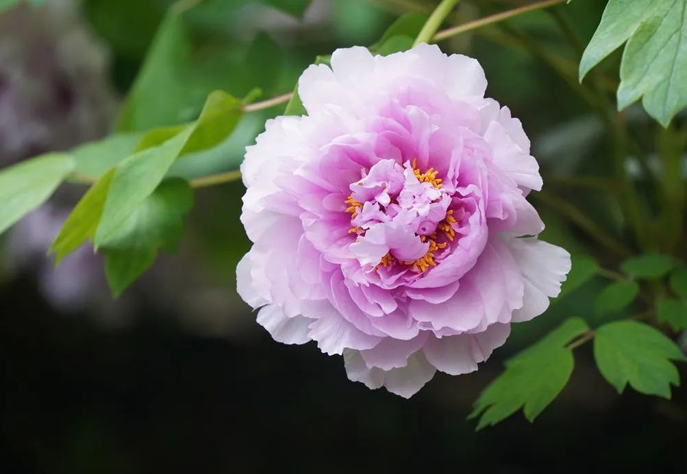 常用的造景花有哪些?它們有哪些優勢和特點?
