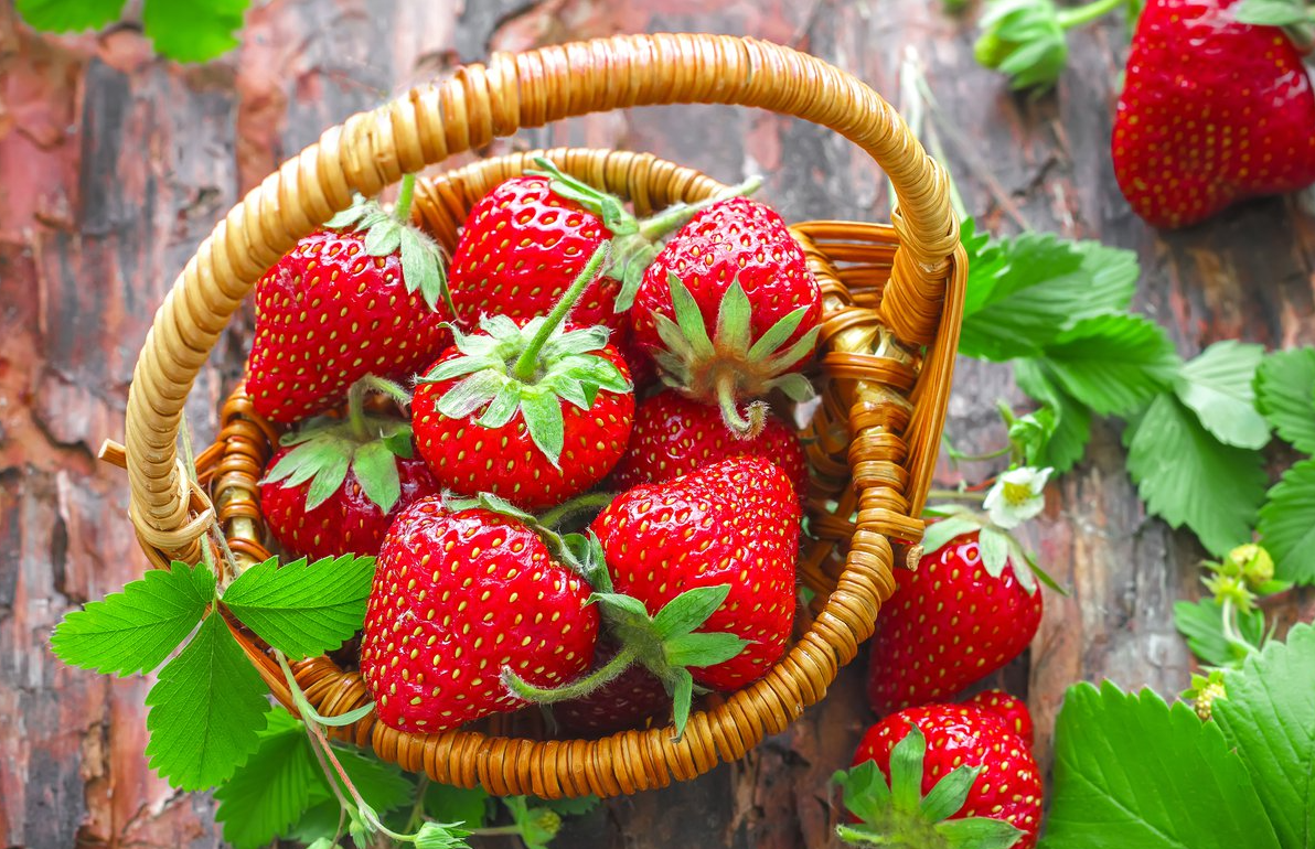 中國引入草莓的種植曆史介紹