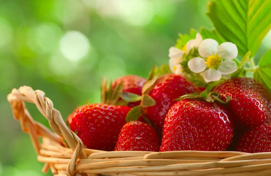 中國引入草莓的種植曆史介紹