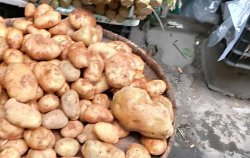 馬鈴薯缺少氮肥有哪些表現症狀？氮肥對馬鈴薯的重要性。